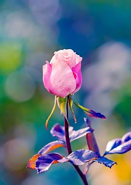Rose Flower - Pink Beauty