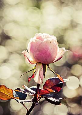 Rose Flower - Classy Gal