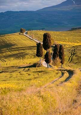 Postcards from Italy - Cypresses
