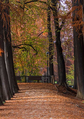 tree in the park in autumn