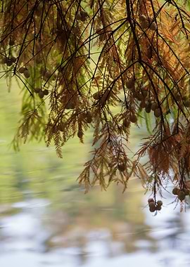 leaves on tree in autumn