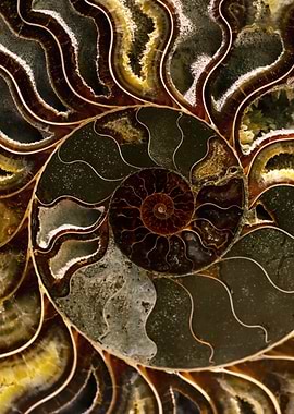 Ammonite in brown and orange tones
