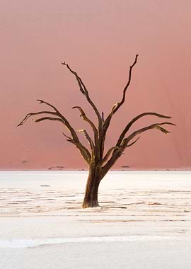 Deadvlei (Namibia)