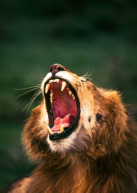 Roaring lion in Masai Mara