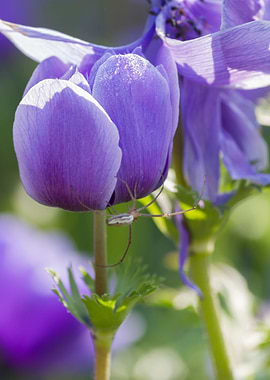 anemone coronaria with spider in the garden