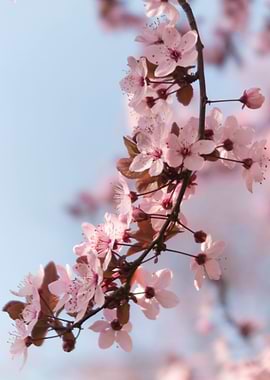 pink flowers on the tree