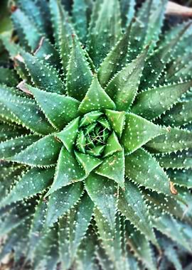 Allo Aloe. Taken on a recent trip to Birmingham Botani ...