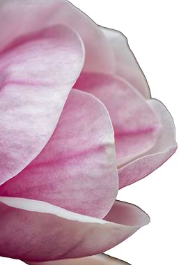 magnolia blooming on tree