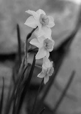 narcissus in the garden