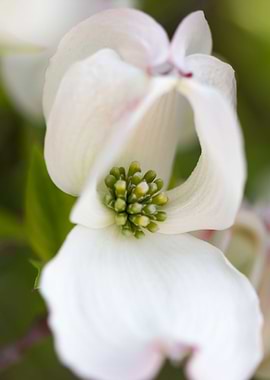magnolia in the garden