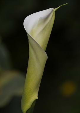 lily blooming in the garden