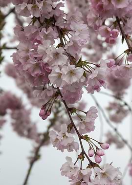 pink flowers on tree