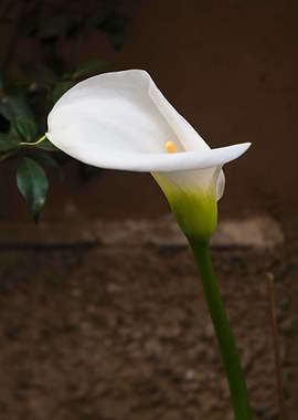 calla lily in the garden