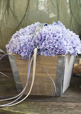 hydrangea in the vase
