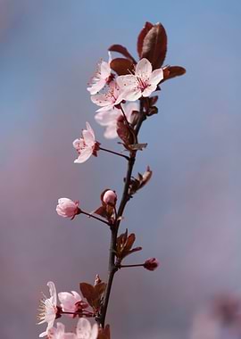 pink flowers on tree
