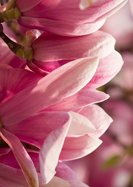 flowering magnolia tree