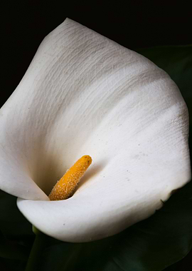 calla lily in the garden