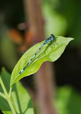 dragonfly on leaf