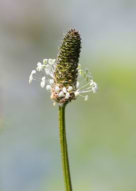 wildflower in the garden