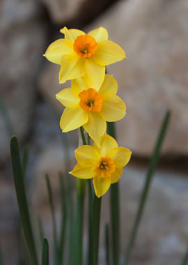 narcissus in the garden