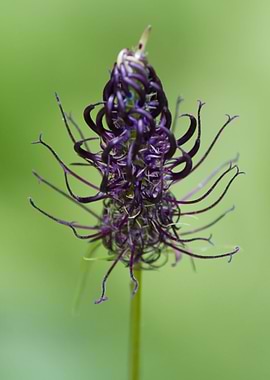 wildflower in the meadow
