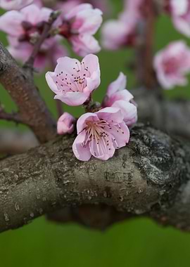 peach blossom