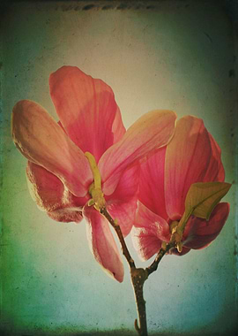 Color photograph 'Vintage Spring Flower'