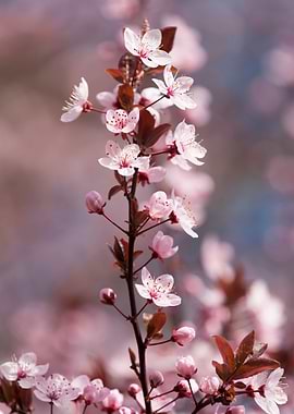 pink flowers on tree