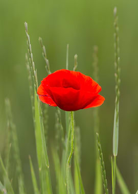 poppies in the garden