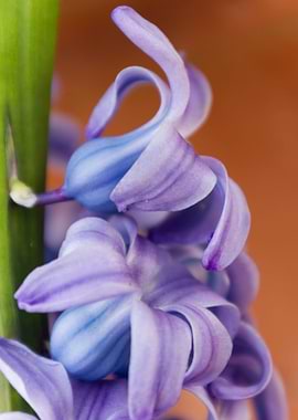 hyacinth flower in the gar