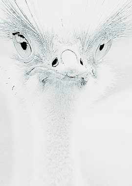 crazy ostrich in the farm