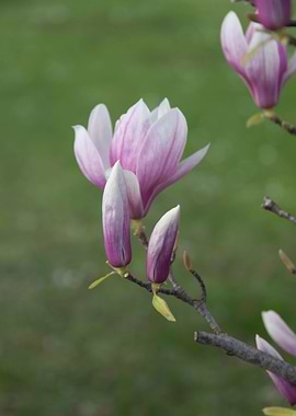 blooming magnolia flowers in spring