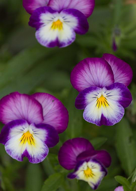 violet in the garden