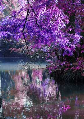 reflection on pond in autumn