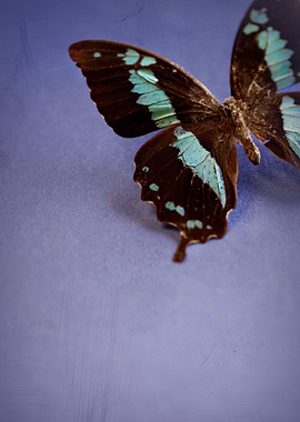 A still life of a butterfly