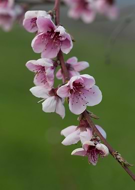 peach blossom