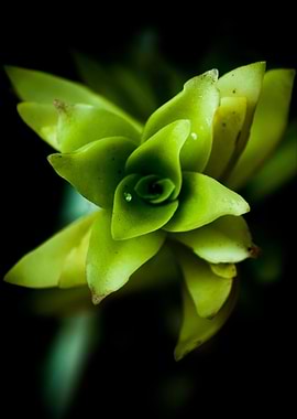 Aptenia succulent plant macro photography