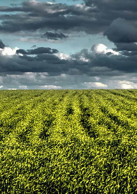 High Expectations Landscape