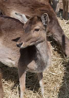 deer in the farm