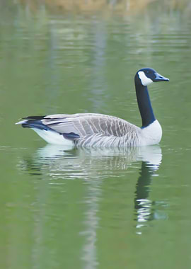 I followed this goose thirty miles through the marsh in ...