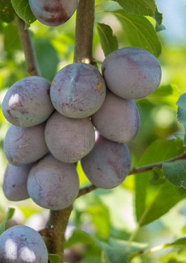 plums on tree