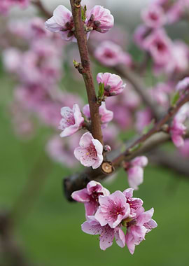 peach blossom