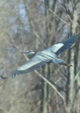 A crane soaring in the mor