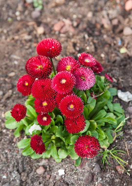 bellis perennis habanera i