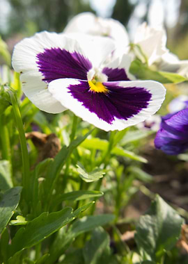 violet in the garden