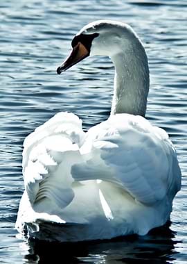 This swan was in territori
