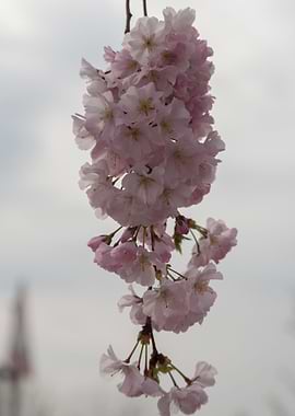 pink flowers on tree