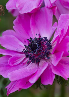 anemone coronaria in the garden