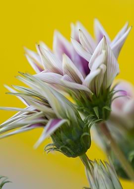 garzania gardenia flower i
