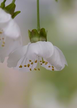 white flowers on the branches in spring